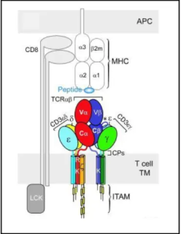 Figure  6.  TCR  complex  and  CD8αβ  heterodimer  interactions  with  a  pMHC  class  I  molecule  on  an  antigen  presenting  cell  (APC):  cooperative  trimeric  interaction  (Wang and Reinherz 2012) 