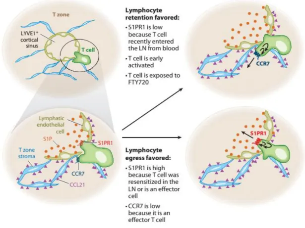 Figure 8. Model of events occurring during lymph node egress decision making. The T cell (green) express CCR7 and S1P1,  and  the  relative  signaling  strength  of  these  two  Gi-coupled  receptors  in  the  different  regions  of  the  cell  may  dictat