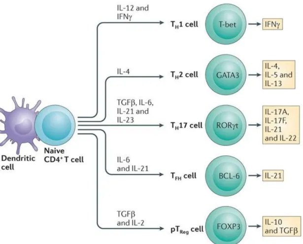 Figure  9.  Differentiation  of  CD4 +   T  cells  into  different  T  helper  (Th)  subsets:  instructed  cytokines,  lineage-defining  transcription factors, and signature expressed cytokines