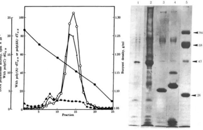 Figure 2 : Caractérisation de la particule virale de type C issue des cellules HUT-102