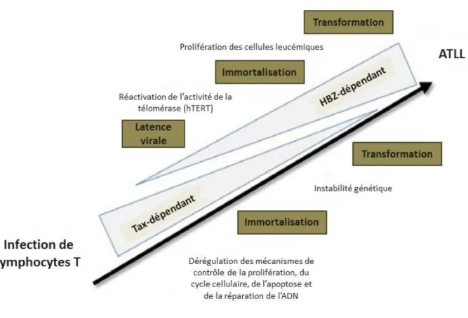 FIGURE 9 : Rôles des protéines Tax et HBZ dans  l’histoire naturelle de l’infection par  HTLV-1  conduisant au développement de l’ATLL