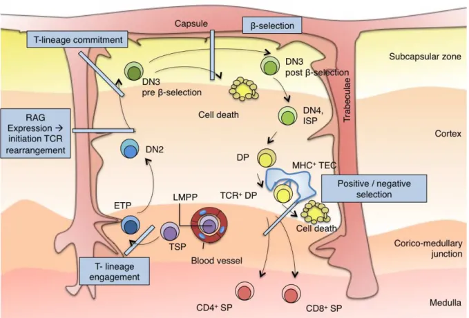Figure  3:  The  topography  of  intrathymic  T  cell  development  (adapted  from  Rothenberg,  Moore  &amp;  Yui,  2008) 