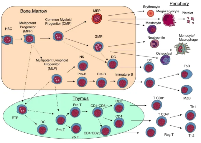 Figure 4: Schema of human haematopoietic differentiation (kindly provided by E.M. Six)  
