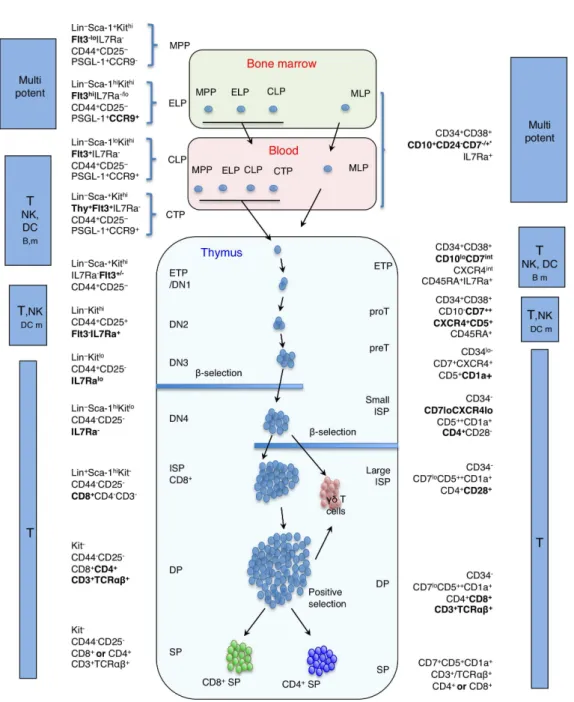 Figure 5: Comparison of known stages of murine and human T cell development  