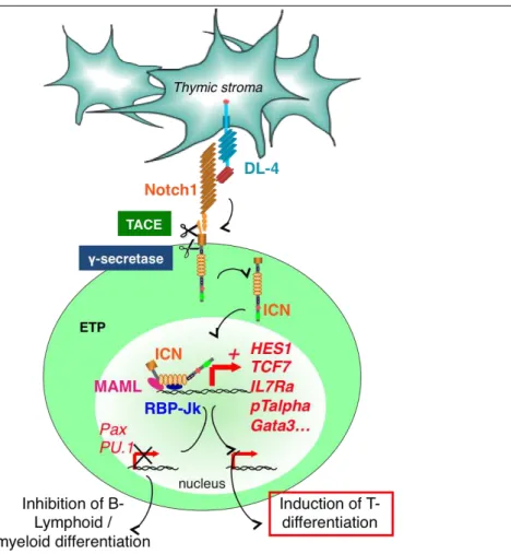 Figure  6:  Proteolytic  cascade  induced  by  Notch1/DL-4  interaction  in  the  thymus  (kindly  provided  by  Emmanuelle Six) 