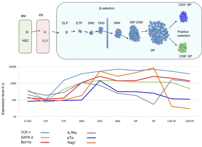 Figure 8: Regulatory gene expression during distinct stages of T-lymphoid differentiation 