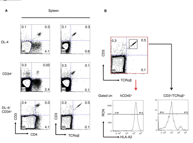 Figure  S4:  DL-4  cells  give  rise  to  peripheral  T-cells  in  recipient  mice  and  specifically  reconstitute  the  T-cell  compartment  A)  Mature  T-cells  were  found  in  the  spleen  of  4  out  of  12  DL-4  cell  recipients,  1  out  of  7   n