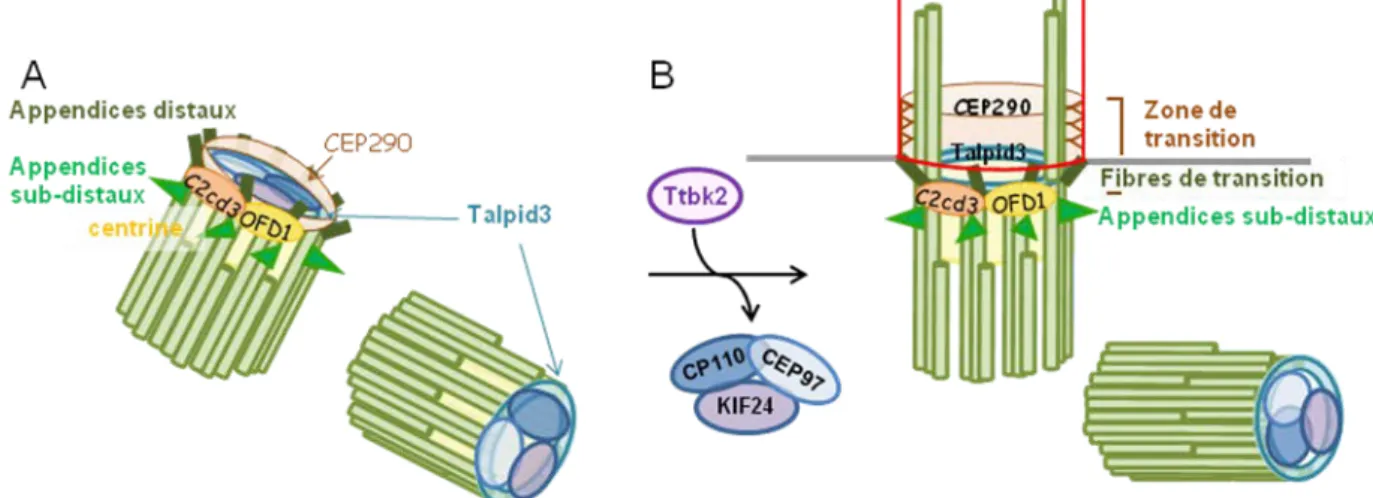 Figure 7 : Les protéines de la partie distale des centrioles lors des premières étapes de la  ciliogenèse 