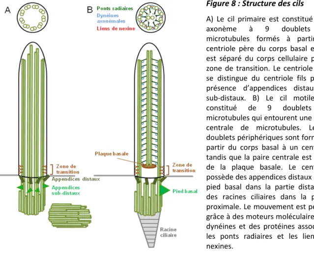 Figure 8 : Structure des cils 