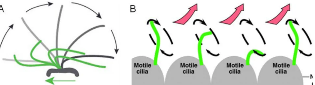Figure 10 : Les différents mouvements des cils motiles 