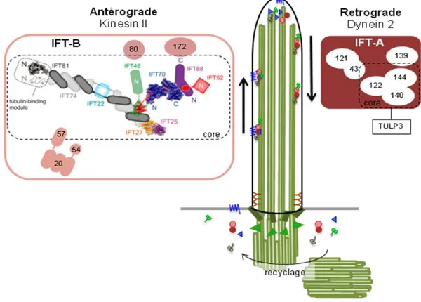 Figure 15 : Les protéines du transport intraflagellaire (IFT) 