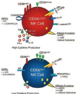 Figure  2 :  Caractéristiques  phénotypiques  et  fonctionnelles  des  cellules  NK  CD56 bright   et  CD56 dim   (schéma  extrait  de  Cooper  MA