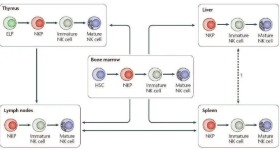 Figure 3 : Sites de développement et de maturation des cellules NK. De nombreux précurseurs des 