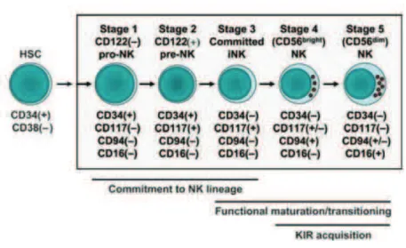 Figure 4 : Modèle de développement et de maturation des cellules NK humaines. Distinction selon 