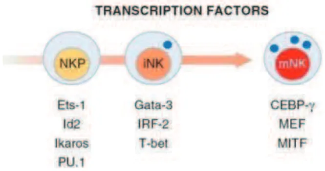 Figure  5 :  Facteurs  de  transcription  conditionnant le développement, la maturation  et la fonction effectrice des cellules NK murines