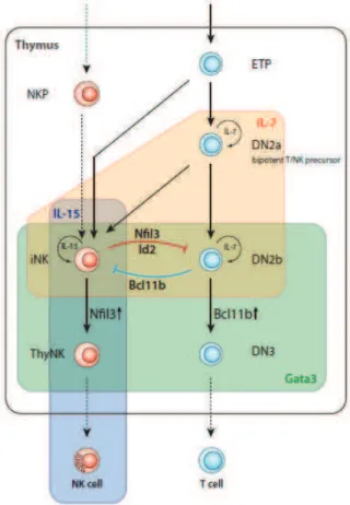 Figure 6  :  Développement  des  cellules  NK  en  parallèle  des  lymphocytes  T  dans  le  thymus 