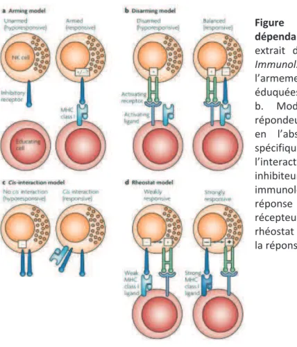 Figure  7 :  Modèles  déducation  NK  dépendant  du  CMH  de  classe  I  (schéma 