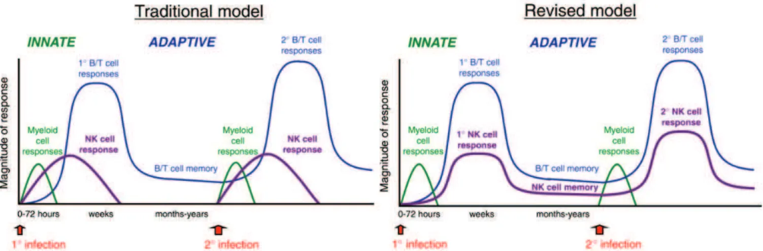 Figure 8: Nouveau modèle de réaction immunitaire à une seconde infection : mémoire des  LB/ LT et NK de type « mémoire » (schéma extrait de Sun &amp; Lanier Eur.JI 2009).