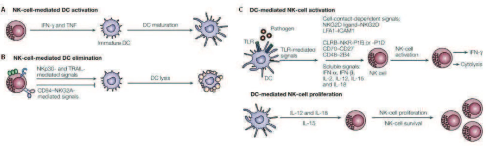 Figure  11 :  Régulation  mutuelle  entre  cellules  NK  et  DC.  A.  Les  cellules  NK  activées  influencent  la 
