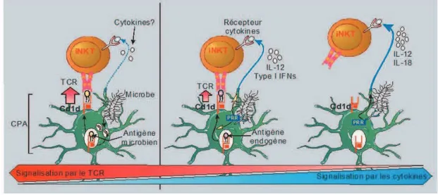 Figure 7 : Différents modes d'activation des cellules iNKT. Les cellules iNKT peuvent être activées de 