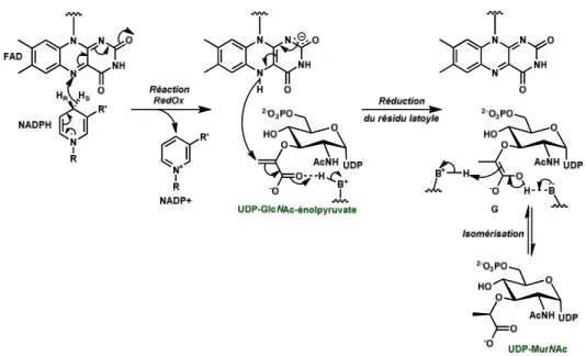 Figure 23 : Structures d'inhibiteur de MurB de type 1,4 thiazolidinone (7), 3,5 dioxopyrazolidine (8), et du substrat  naturel de MurB 