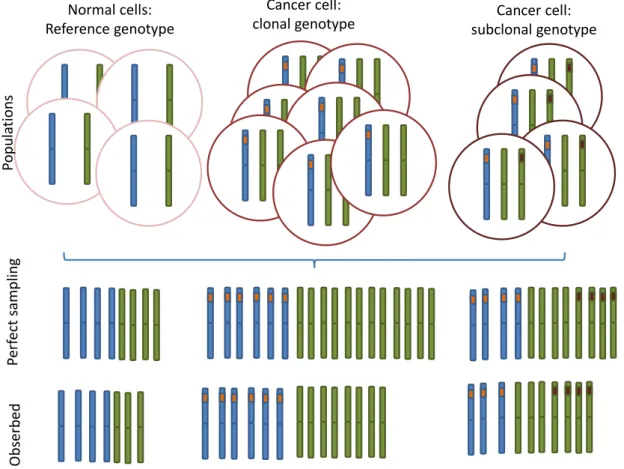 Figure 2.5: Sampling model. Alleles from paternal and maternal alleles are