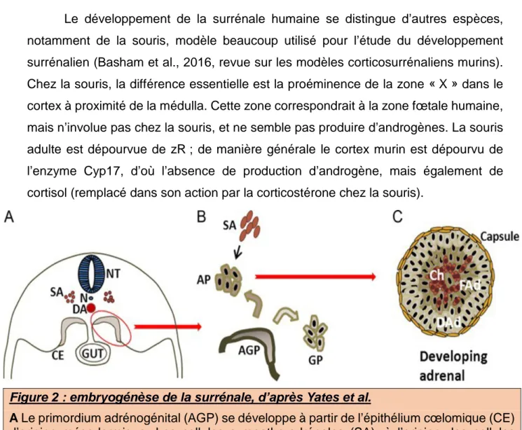 Figure 2 : embryogénèse de la surrénale, d’après Yates et al. 