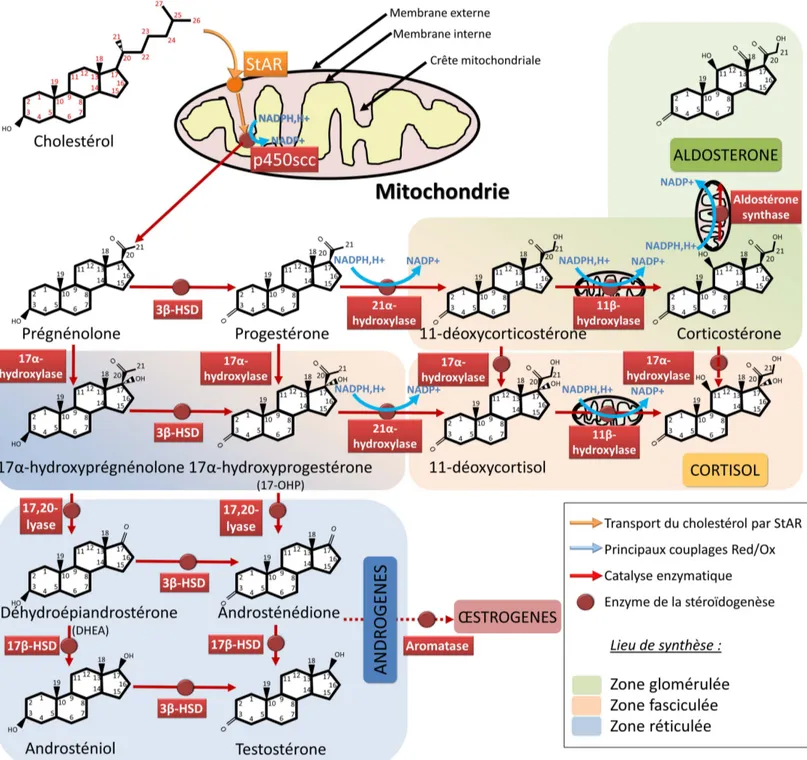 Figure 5 : La stéroïdogenèse corticosurrénalienne 