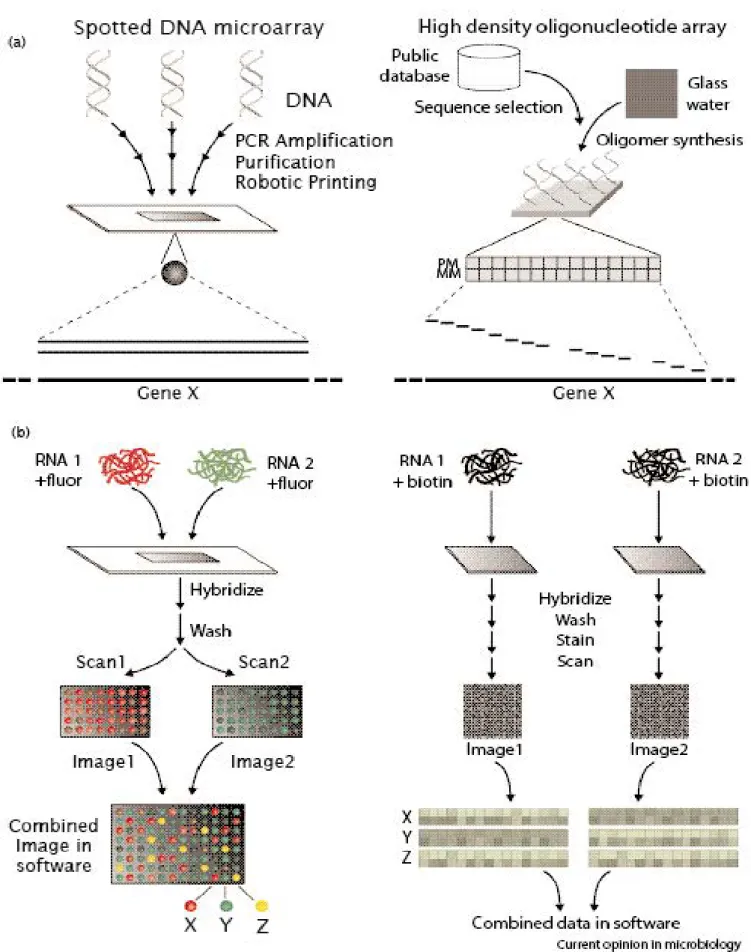 Figure 9 : comparaison de deux puces à ADN pour l’analyse d’expression, d’après Harrington  et al