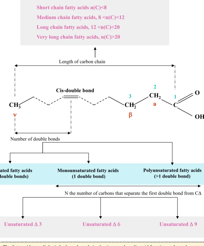 Figure 5: The fatty acids are aliphatic hydrocarbon chains having a carboxylic acid function at the carbon atom   (C)  n°1