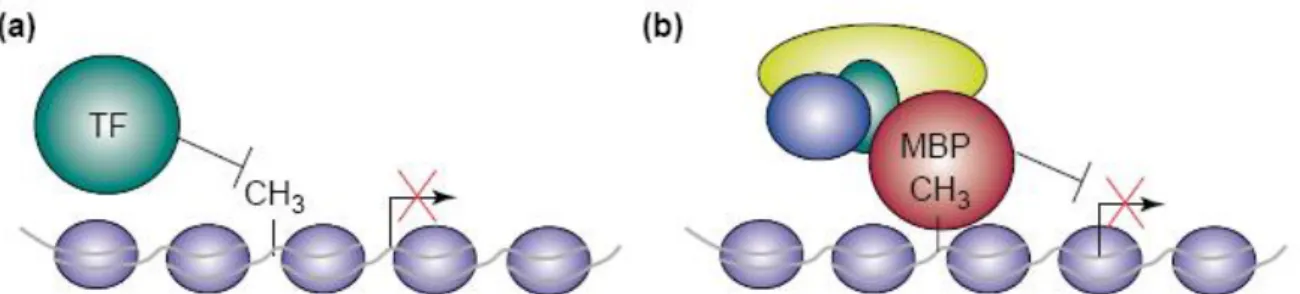 Figure 1.15 extraite de Klose &amp; Bird 2006 (80) schématisant les hypothèses sur le lien entre méthylation  de l’ADN et inhibition de la transcription