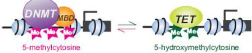 Figure  1.18 extraite de  Szutorisza &amp;  Hurda 2016  (83)  présentant la réaction chimique  conduisant  à  l’hydroxyméthylation de l’ADN