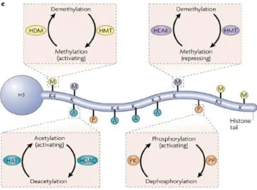 Figure  1.20 :  schéma  des  différentes  modifications  post-traductionnelles  des  histones  extrait  de  Tsankova et al 2007 (84)  