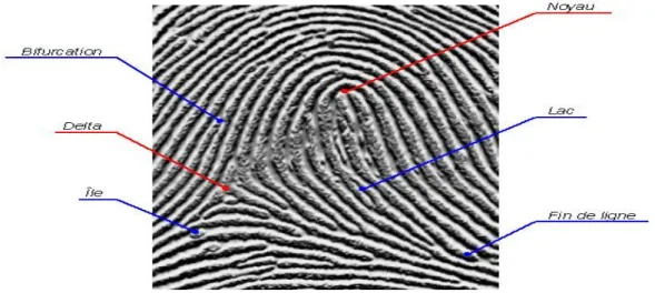 Figure 2.8  Différent type de dessins  a- Caractéristiques : 