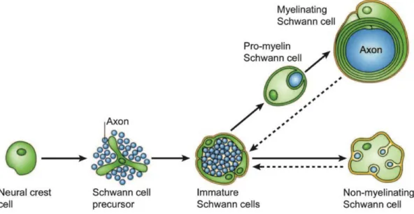 Figure 7 : Schéma du processus de maturation des cellules de Schwann. Le développement embryonnaire des CS 