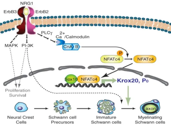 Figure 10 : Effets synergiques de NFATc4 et Sox10  su  l’e p essio  de K o    et P . NRG1 indirectement active 
