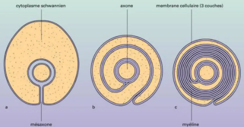 Figure 12 : Formation de la gaine de myéline . La gaine de myéline se forme par enroulements succéssifs et le 