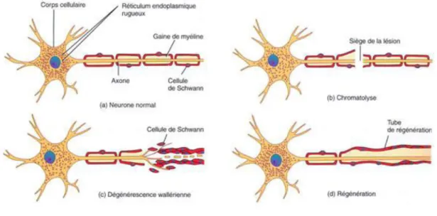 Figure 13 : La dégénérescence Wallérienne et la repousse axonale.  L’a o e et la gai e de  li e d g e e t à 