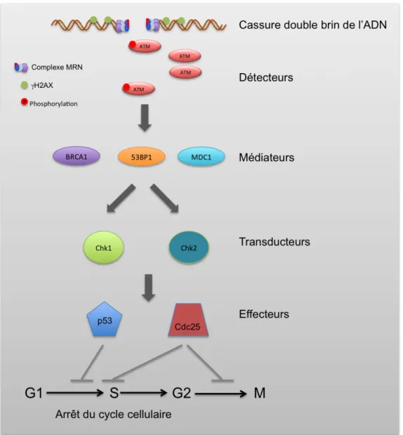 Figure 2 Contrôle du cycle cellulaire après dommage de l'ADN 