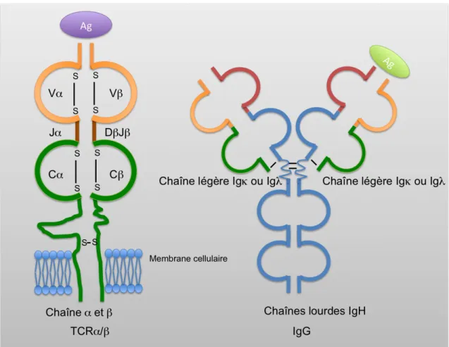 Figure 6  Représentation schématique du TCR et du BCR