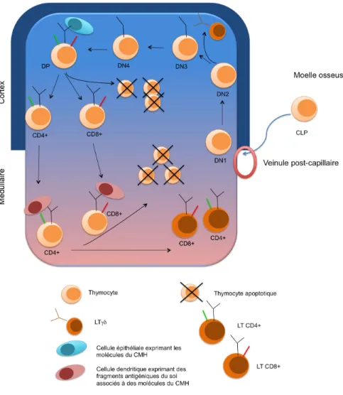 Figure 8 Représentation schématique du développement des LT dans le thymus 