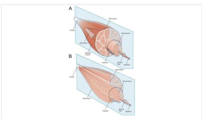 Figure 1: Schematic diagram of the general organization of muscle tissue and muscle extracellular matrix  (ECM)-tendon  organization