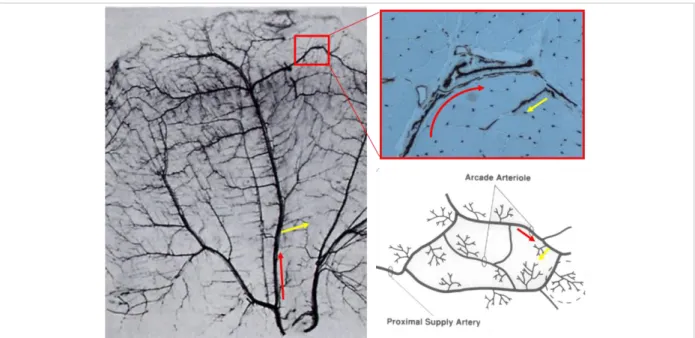 Figure 2: Microanatomic organization of the muscle arterioles:  Arcade (red arrow) and transverse arterioles 