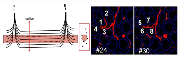 Figure 3: Microvascular unit of the normal deltoid muscle vasculature: On the left, schematic representation 