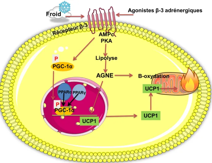 Figure 5 : Activation du gène UCP1 via les récepteurs B-3 adrénergiques dans  l'adipocyte