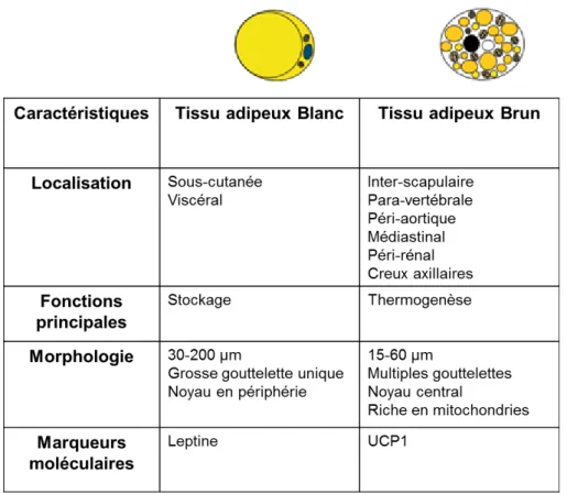Tableau 3 : Caractéristiques des adipocytes blancs et des adipocytes bruns.