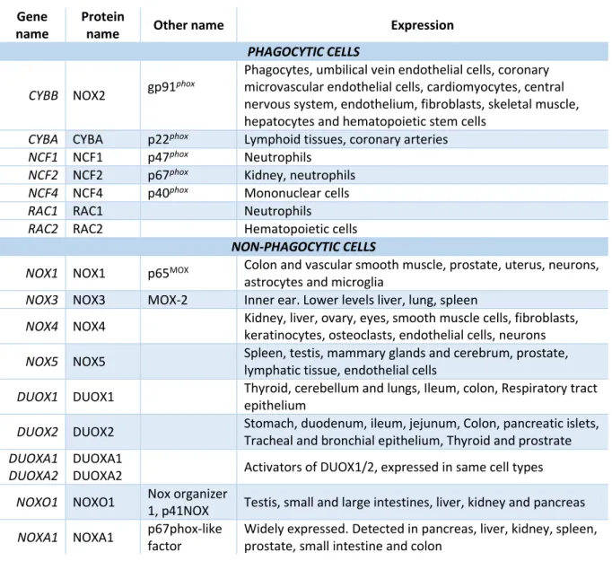 Table 1. Gene names, protein names and sites of expression of Nox/Duox proteins family