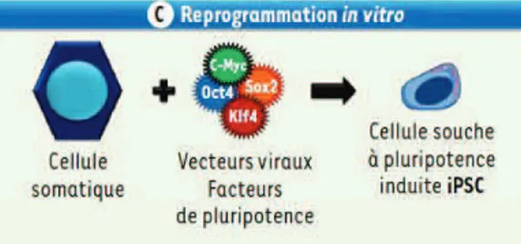 Figure 4 Schéma représentant la stratégie de reprogrammation des cellules somatiques in vitro (Kieffer et al., 2010)