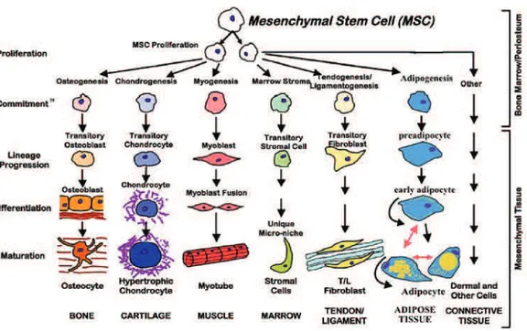 Figure 6 Schéma représentant le célèbre dessin de Caplan en 1991 décrivant les capacités de différenciation des CSM  (Hernigou, 2015) 