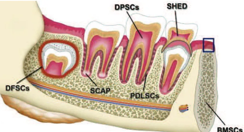 Figure 8 Les différents types de CSM de la cavité orale (Egusa, Sonoyama, Nishimura, Atsuta, &amp; Akiyama, 2012) 